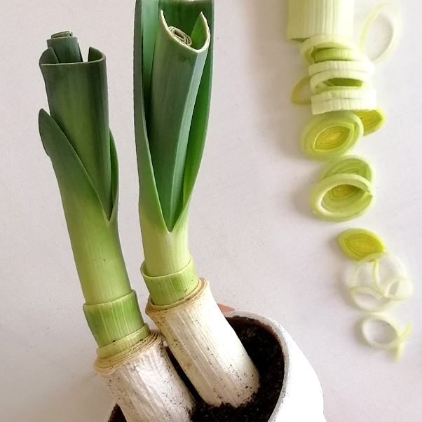 Orto in casa: i porri!