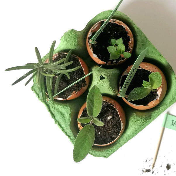 Papà, piantiamo le aromatiche!